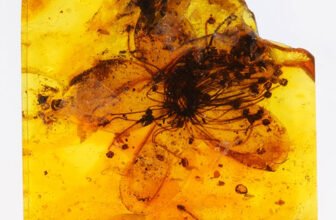 Largest Amber-Preserved Flower Lastly Re...