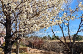 The Little Issues Publication #461 ̵...