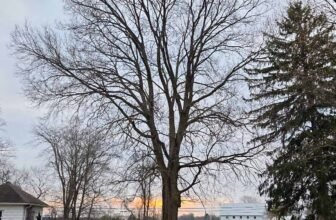 The Little Issues E-newsletter #462 R...