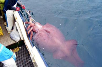 Scientists movie a dwelling colossal squ...