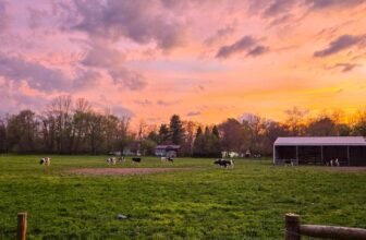 The Little Issues E-newsletter #467 R...