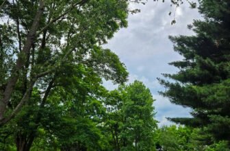 The Little Issues Publication #474 ̵...