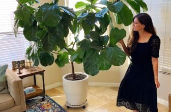 How To Take Care Of A Fiddle Leaf Fig Tr...