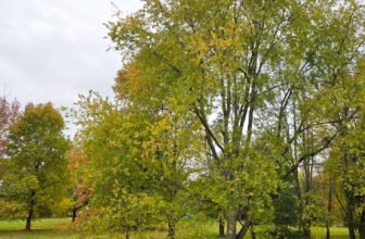 The Little Issues E-newsletter #493 R...