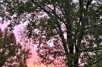 The Little Issues Publication #494 ̵...